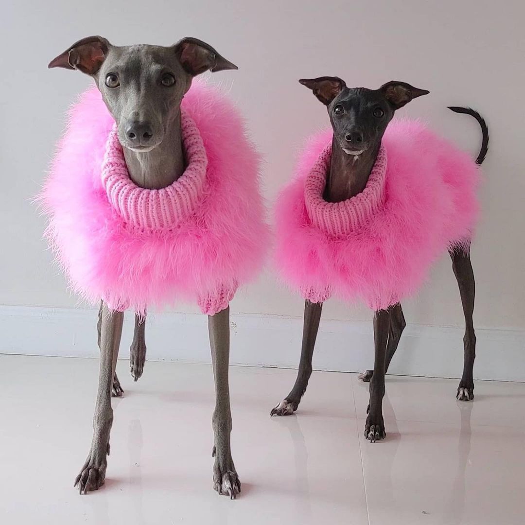 Haute Couture Feathered Luxury Pet Sweater